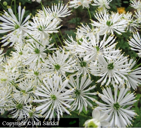 Thalictrum uncinatum